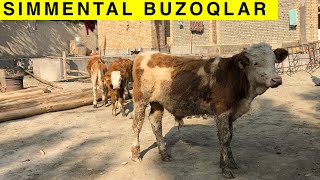 Arzon SIMMENTAL BUZOQLAR KELDI SHOSHILING [upl. by Alida]