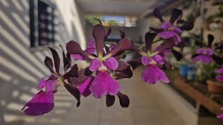 ESTE ANO ESSA ORQUÍDEA VEIO CHEIA DE BIFURCAÇÕES [upl. by Jordanna]