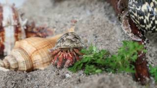 Coenobita Rugosus Hermit Crab In Tank [upl. by Uwkuhceki]