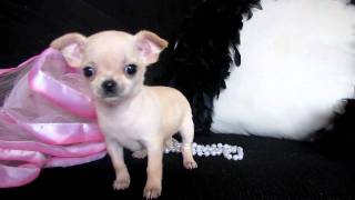 TIny Micro Teacup Chihuahua for sale at Puppy Elite Teacups [upl. by Eirrak]