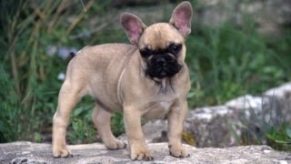 Le Bouledogue Francais [upl. by Hollah297]