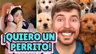 Maryblog REACCIONA quotMrBeast ¡Rescaté 100 Perros Abandonadosquot [upl. by Martinson463]