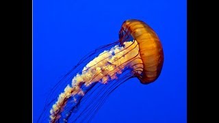 Facts The Pacific Sea Nettle [upl. by Curran552]