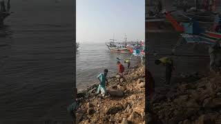 washing theirself after unload trash fish from Qatra net boat [upl. by Reivad]