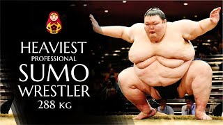 Heaviest Sumo Wrestler in the World  Orora Satoshi  First Russian professional Sumo [upl. by Dusza216]