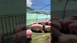 Cerdos arando Innovación en la agricultura🐷🚜shorts [upl. by Natsreik]