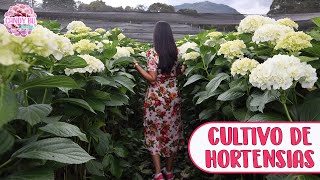 TOUR POR CULTIVO DE HORTENSIAS DE EXPORTACIÓN Así se cuidan las hortensias a lo grande │Candy Bu [upl. by Aitnic]