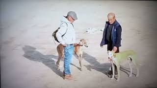 Campeonato de Galgos Copa Los PradosAlbacere Corredeto Damaso Cuartos de Final 14  1  2024 [upl. by Xila525]