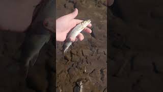 Жижиг тул загас fishing fishcooking fishcook [upl. by Amargo]