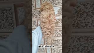 Toy Poodle l Miniature Poodle l Dog Bangalore l poodle poodledog shortfeed shorts trending dog [upl. by Tomlinson681]