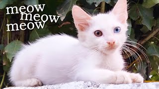 Cat Meow Sound Effect  Cat Voice  Cat Sound Meowing [upl. by Eleni]