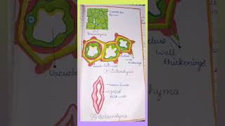 ParenchymaCollenchyma Sclerenchyma diagram biology class9 cbse2023 important [upl. by Risley264]