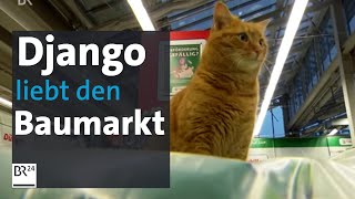 Django  der BaumarktKater aus Starnberg  BR24 [upl. by Ja794]