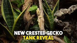 Building My Crested Gecko A Bioactive Tank  Viperia Vivarium [upl. by Rekoob]