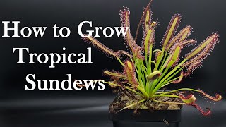 Growing Carnivorous Plants E4 Tropical Sundews [upl. by Rodie]