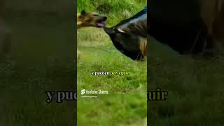 ¡Increíble Sorpresa 😱🐆 La Hiena No Esperaba Esto de su Presa😱animales shorts vidasalvaje [upl. by Ynnam611]