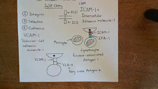 Cell Adhesion Molecules Part 2 [upl. by Yenffad]