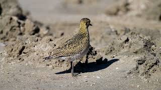 Altın yağmurcun » European Golden Plover » Pluvialis apricaria [upl. by Astrid]