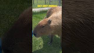 Two sweet capybara at the petting zoo capybara zoo alpaca [upl. by Agostino]