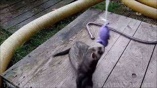 Funny Ferret vs twister mouse [upl. by Hi413]