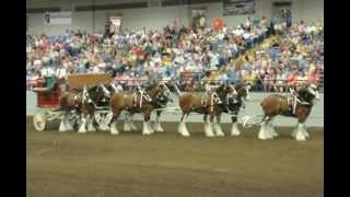 Budweiser Clydesdales open the Draft Horse Show [upl. by Alistair493]