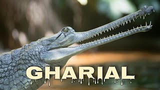 Gharial sound fisheating crocodile call [upl. by Fulvia]