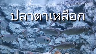 ปลาตาเหลือก​ IndoPacific tarpon fish Pacific tarpon Oxeye [upl. by Gavra]