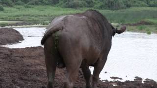 Accidentally Captured Cape Buffalo Pooping [upl. by Aldwin]