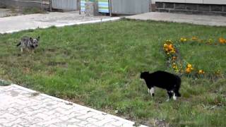 Cat Chases Dog [upl. by Niemad564]