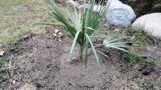 4 Chamaerops Humilis  Karłatka niska  w gruncie [upl. by Holbrooke]