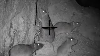 Big Rat shooting 2023  Night hunting rats with thermal scope  shooting rats in farm at night [upl. by Eniladam]