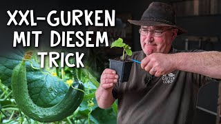 Riesige Gurken aus dem Gewächshaus 🥒  Gurke auf Kürbis veredeln [upl. by Adnawaj]