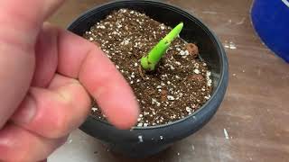 Potting store bought germinated coconut [upl. by Noll]