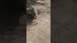 Labrador Puppies in mumbai labrador dog puppy fawn colors love cutebaby vivo [upl. by Ajak]