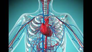 4 CVS Cardiovascular system Revision شرح بالعربي [upl. by Lurette]