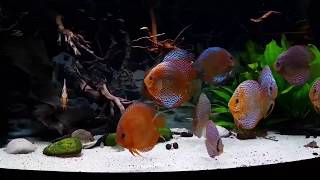 Stendker Discus in all their Glory New Video by Reg Wilson UK [upl. by Nine]