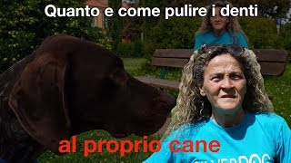 Quanto e come pulire i denti al proprio cane [upl. by Nagek137]