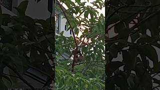 Nightingale bird feeding baby bulbul motherbirdbirdchick birds nature bulbulbird birdwatching [upl. by Aniuqal]