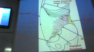 Dr sherif fahmy abdomen 3 quot Inernal oblique amp Transversus abdominis muscles quot [upl. by Ihculo116]