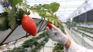 Producción ecológica de fresas en México [upl. by Nivrek]