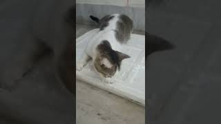 Budhur Paglamo Arpita Biswas VlogsPet love love minivlog petlover [upl. by Trah]