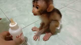 Baby monkey Zico wears sanitary napkins hes very stubborn [upl. by Maighdiln]