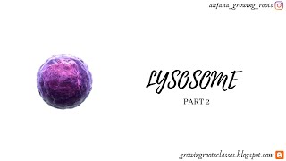 Functions Of Lysosomes  Malayalam  Heterophagy  Autophagy  Autolysis  Degree  NEET Biology [upl. by Christian]