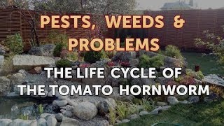 The Life Cycle of the Tomato Hornworm [upl. by Luckin]