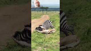 fight between lioness and Zebra shorts wildlife [upl. by Binky]