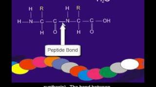 Proteins and amino acids [upl. by Klapp490]