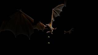 5 Facts About Bats 🦇  interesting facts  nature bats facts shortfeed trending [upl. by Aititel]