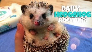 Hedgehog Care Daily Hedgehog Routine [upl. by Vashti]