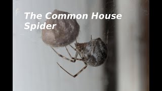 The Spiders in Your House  the Common House Spider [upl. by Suryc]