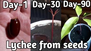 How To Grow Lychee From seeds Grow Lychee Fruit Plant At home [upl. by Leuneb327]